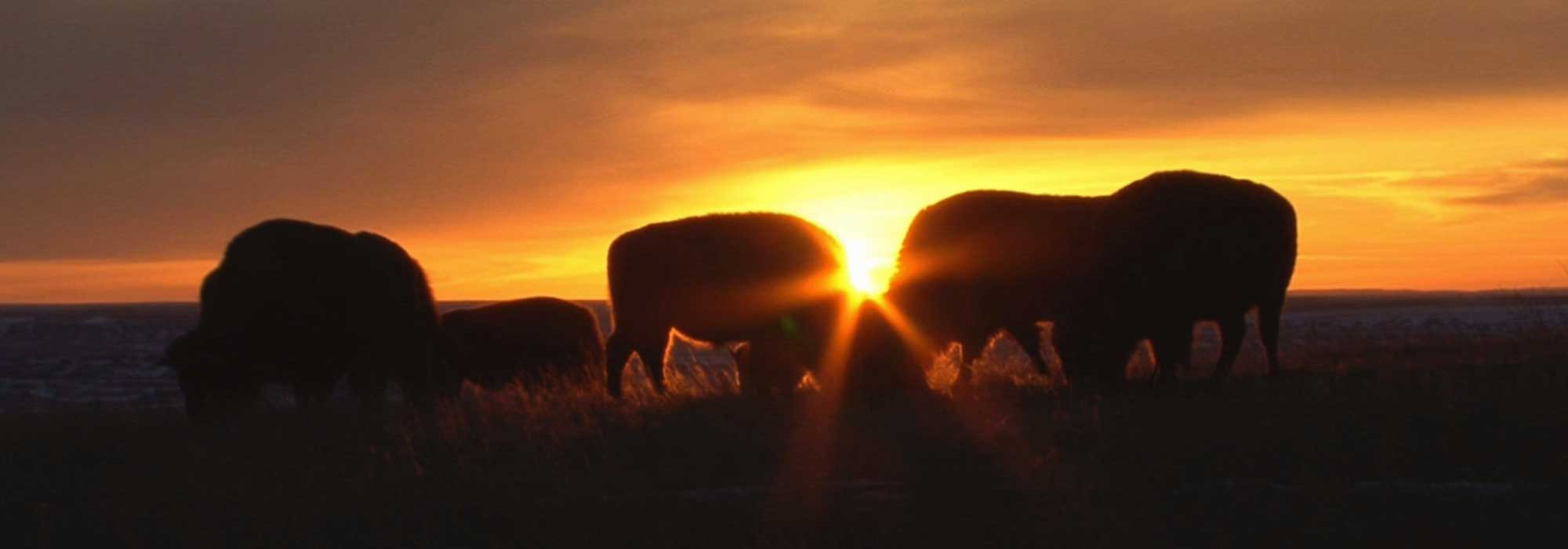 Buffalo Narrows Friendship Centre Aboriginal Friendship Centres of
