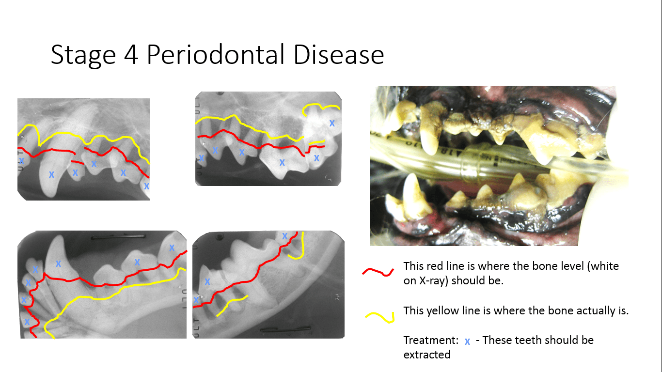 Canine Dental Disease Grades at Jan Harrison blog