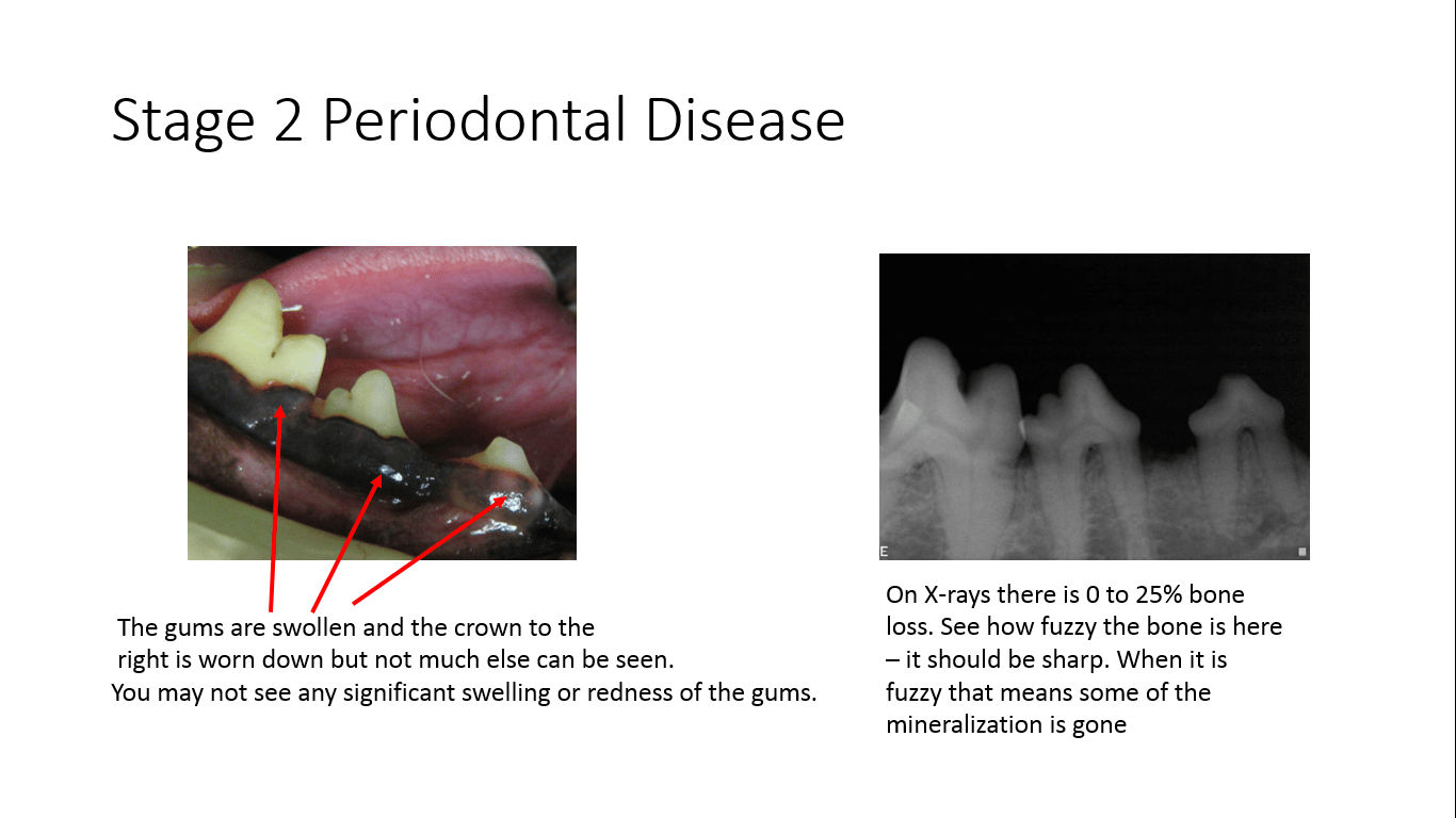 Stages of Pet Periodontal Disease Anesthesia Free Pet Dental