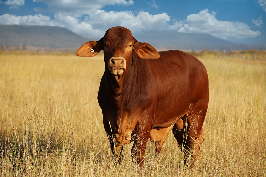 Record global beef prices driven by increased demand and reduced supply AFDJ