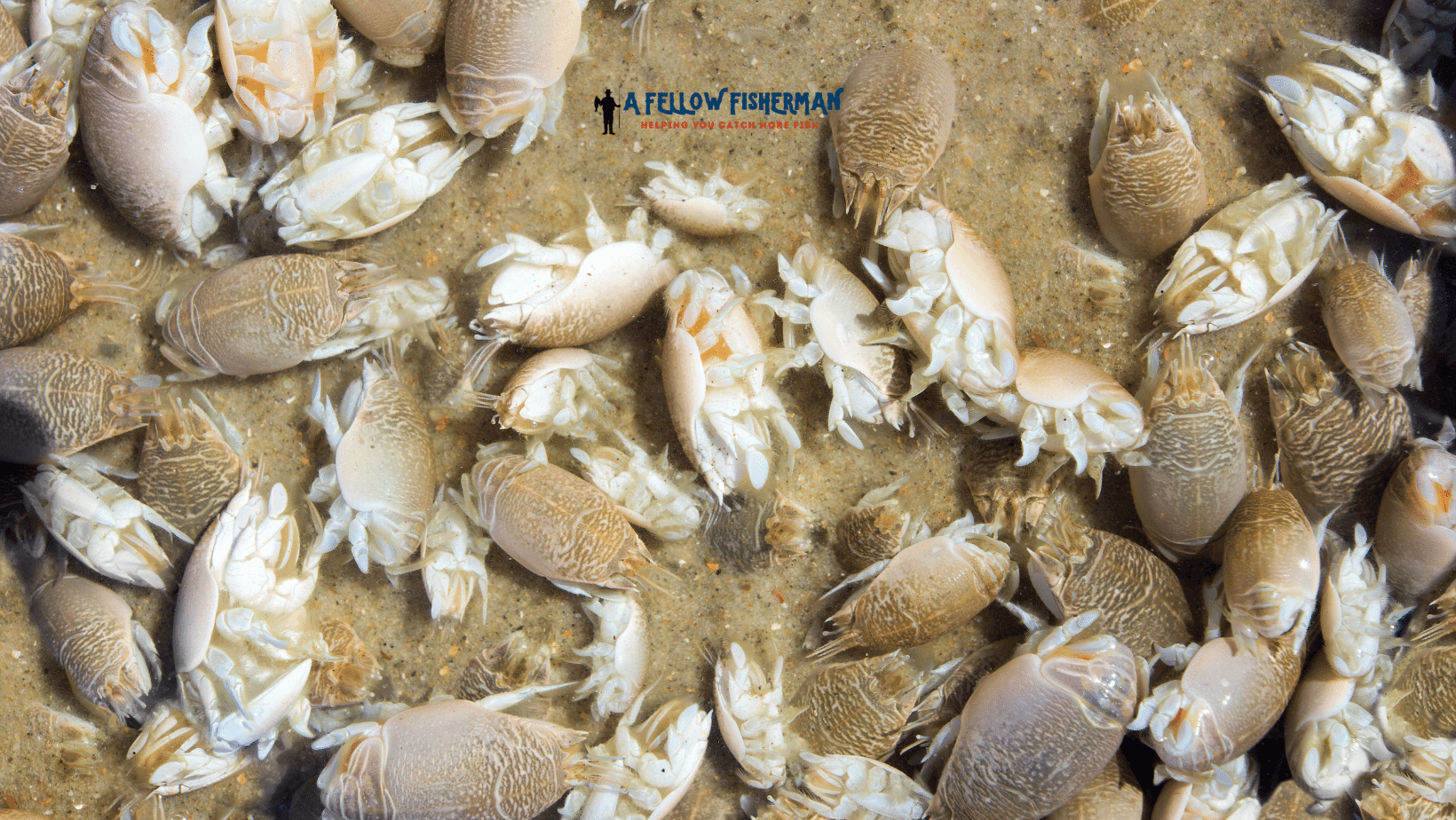 Best Sand Flea Rake (6 Picks) Surf Fishing With Sand Fleas