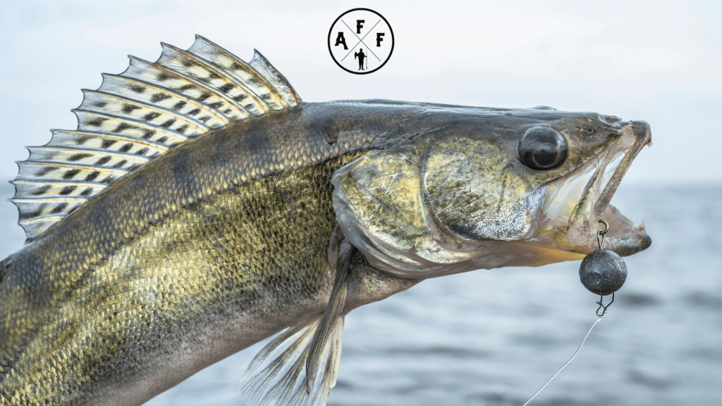 Best Walleye Rods (Updated 2024) Walleye Fishing Rod Reviews