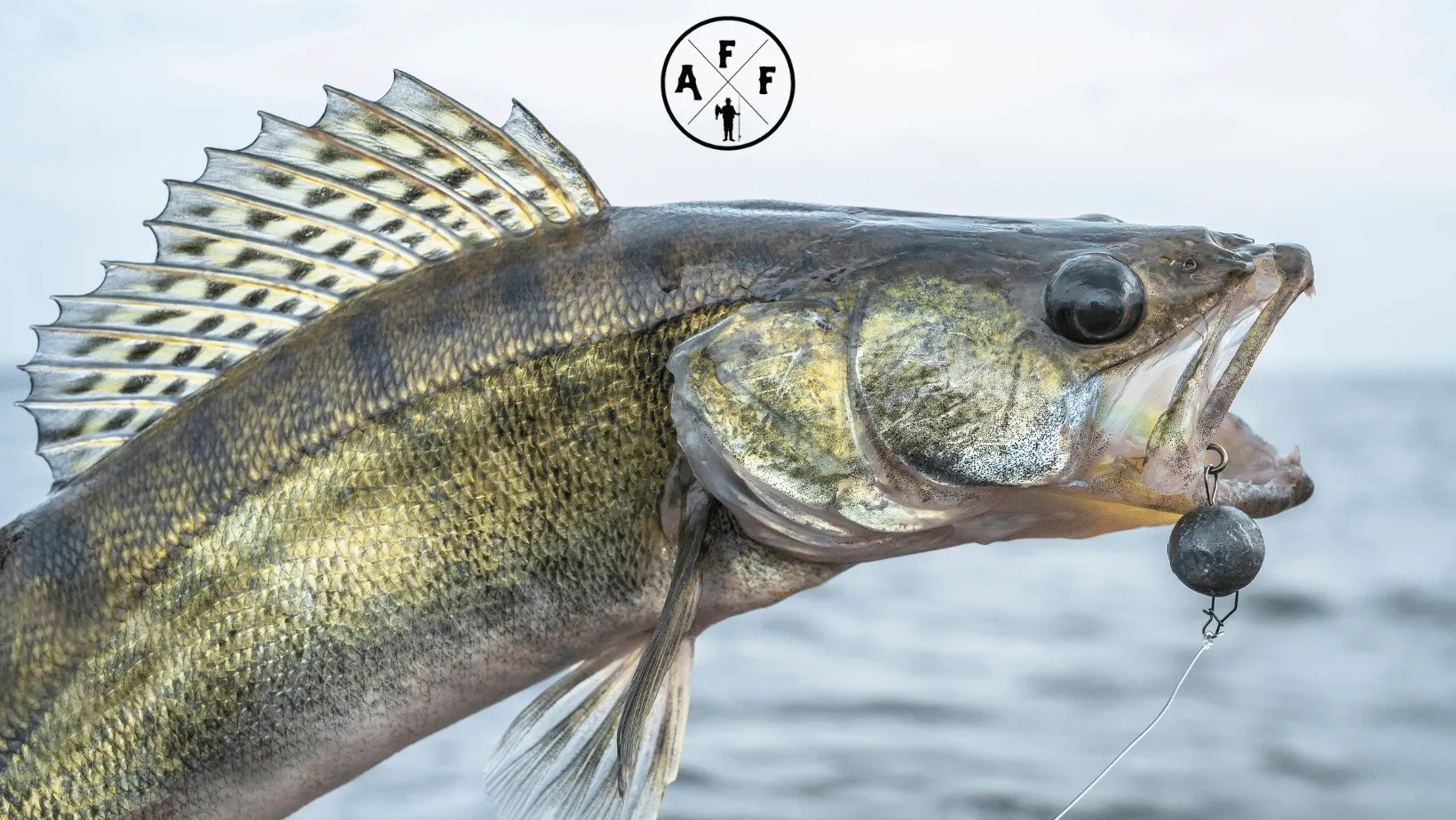 Best Walleye Rods (Updated 2024) Walleye Fishing Rod Reviews