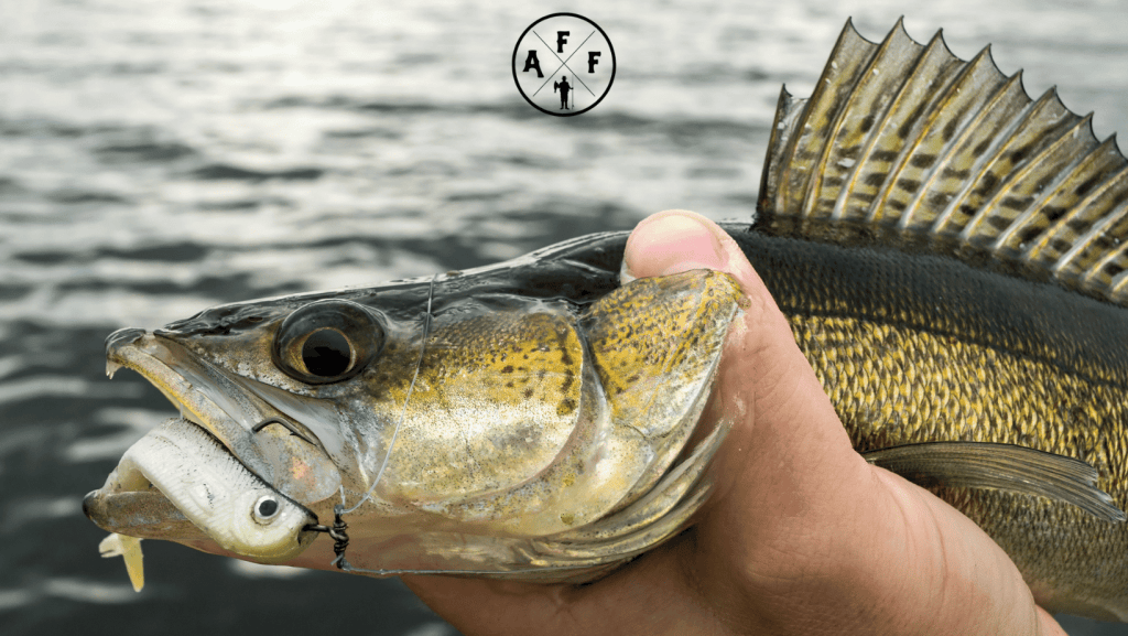 Best Walleye Rods (Updated 2024) Walleye Fishing Rod Reviews