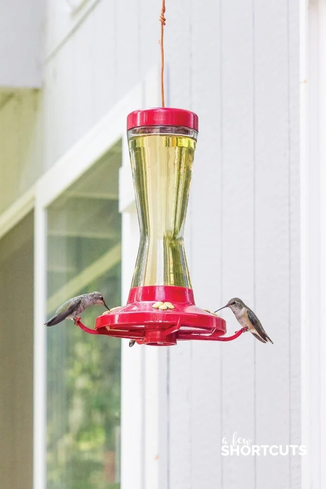 How to Make Hummingbird Nectar A Few Shortcuts