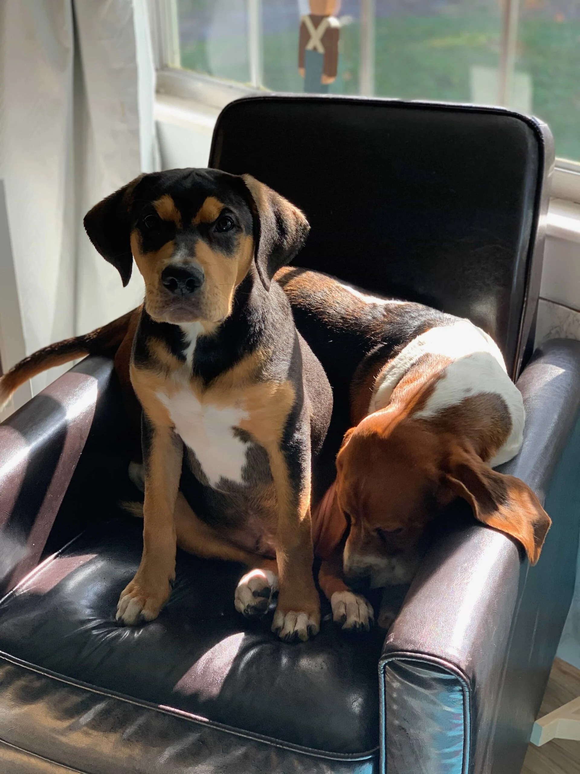 Does Petsmart Sell Dog Dna Tests