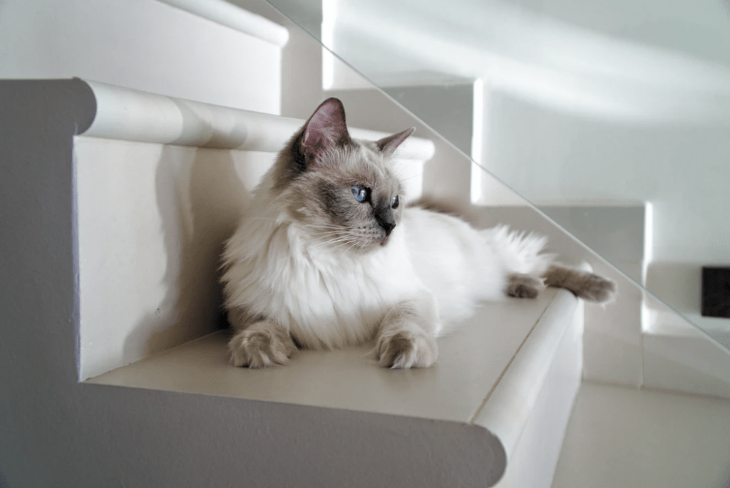 The Best Pets For Apartment Living Affinity Living