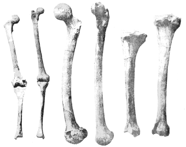 Afflictor.com · Old Print Article: “Human Bones Used As Playthings By