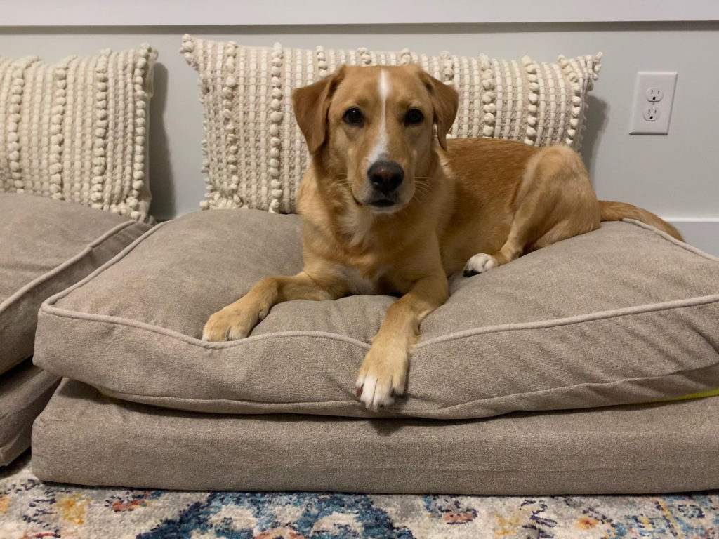 Coop Sanctuary Pet Bed Review Affluent Dogs