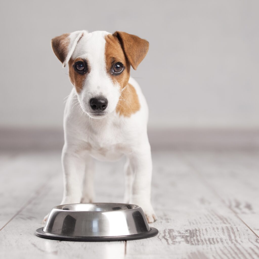 Slow Feed Options For Dogs Eating Too Fast Affluent Dogs