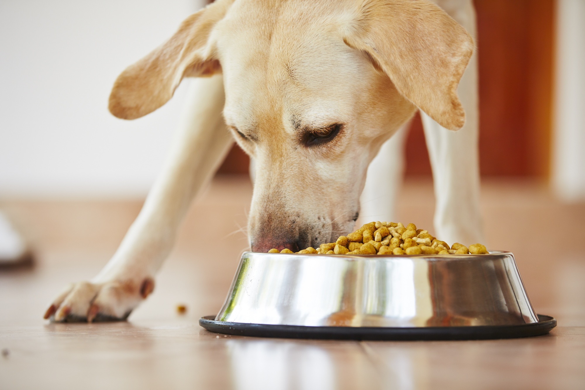 How to Choose the Best Dry Dog Food for Your Pup Affordable Comfort