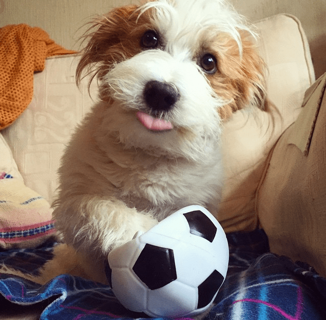 5 Best Dog Sport Activities Affordable Comfort