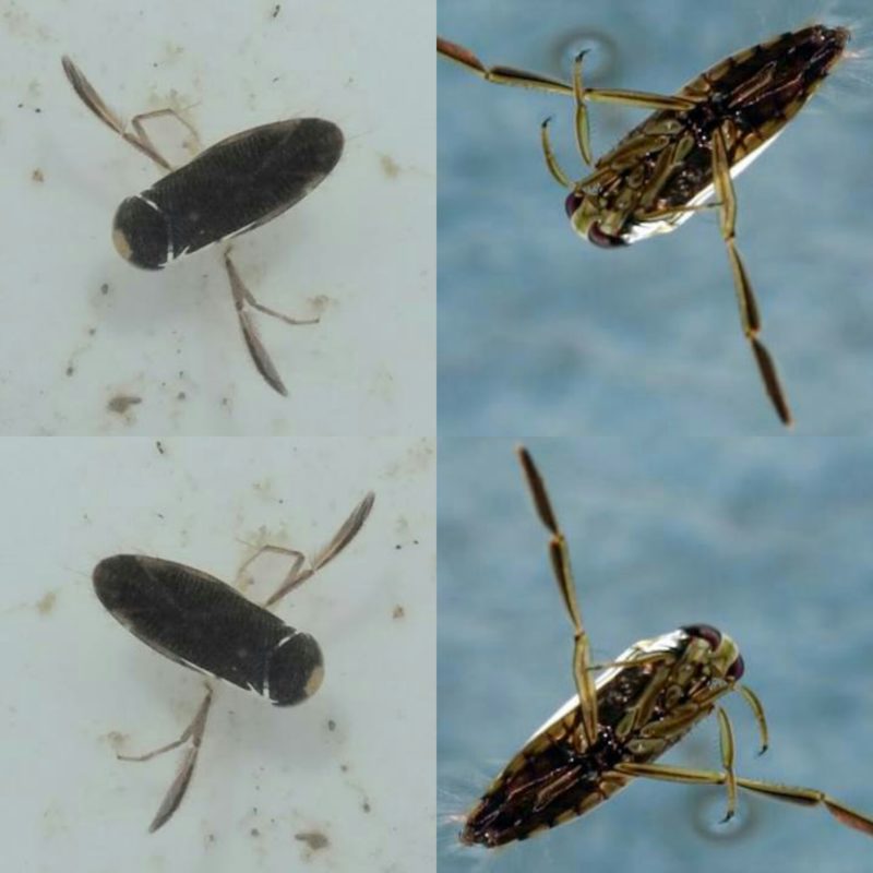 Biting bugs in your pools Affordable Pool Service