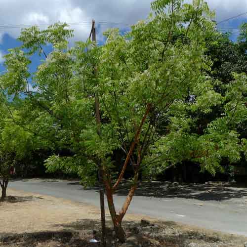 Tree List Afforestation Lahore