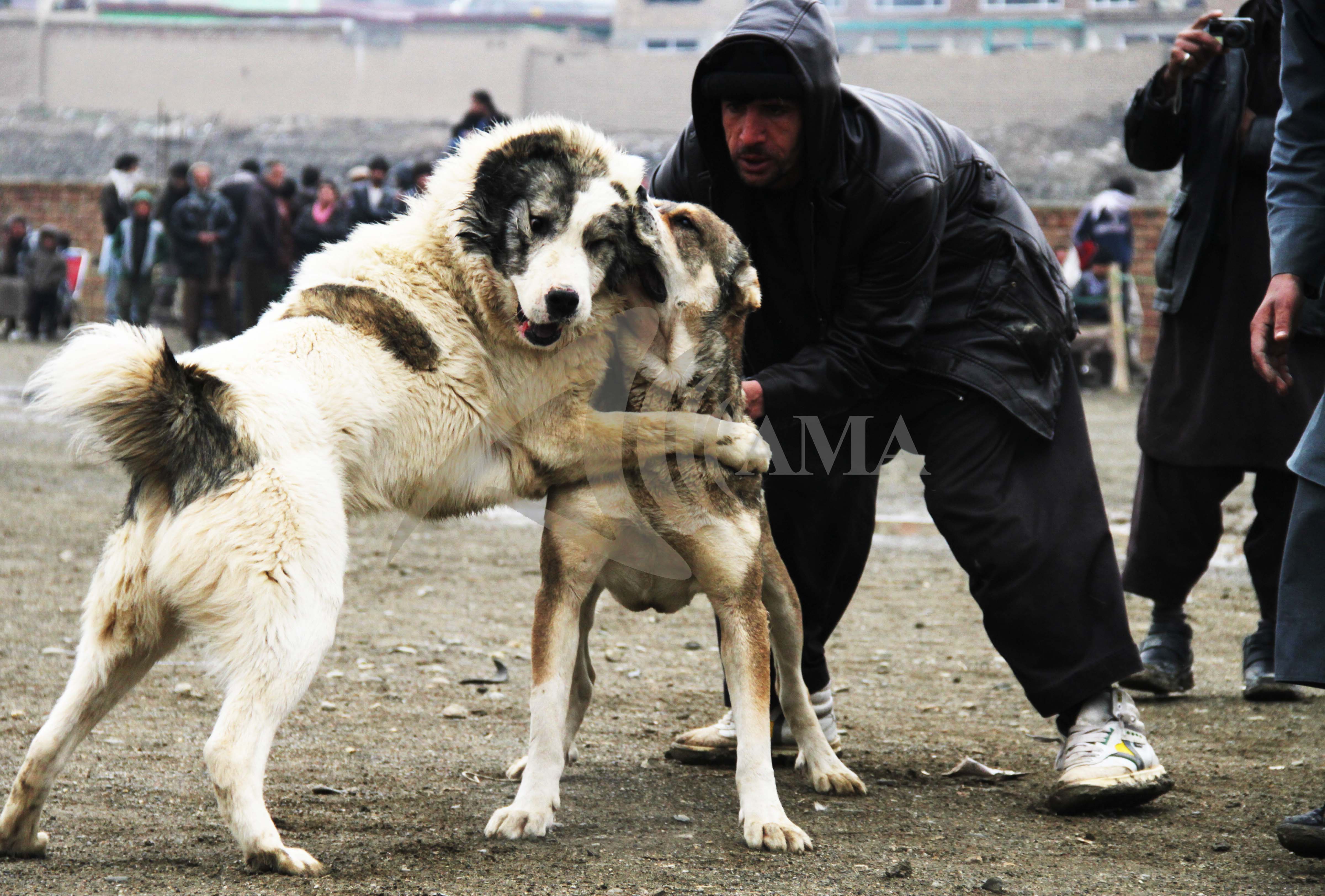 Afghan Fighting Dog Breed