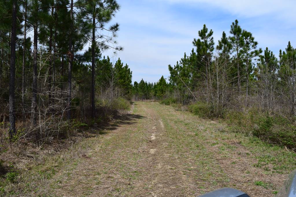 Timberland hunting in SE ! Southern Rivers Properties