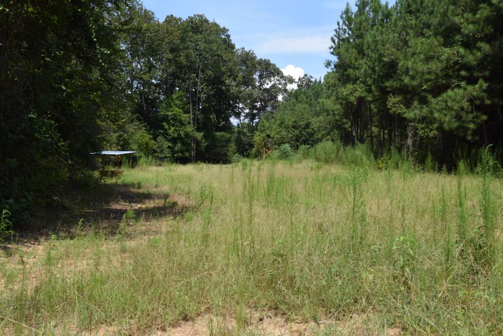 Flint River Basin ! Secluded timberland hunting in Blue Chip trophy