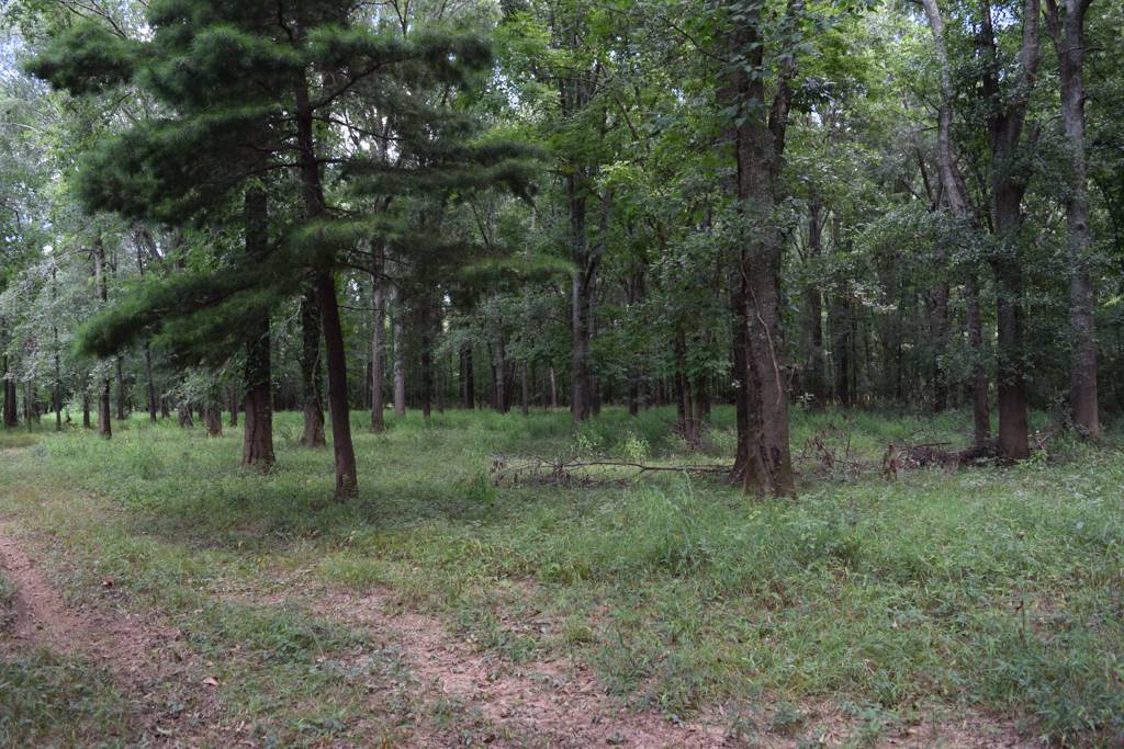 70+ acres Flint River Hunting Southern Rivers Properties