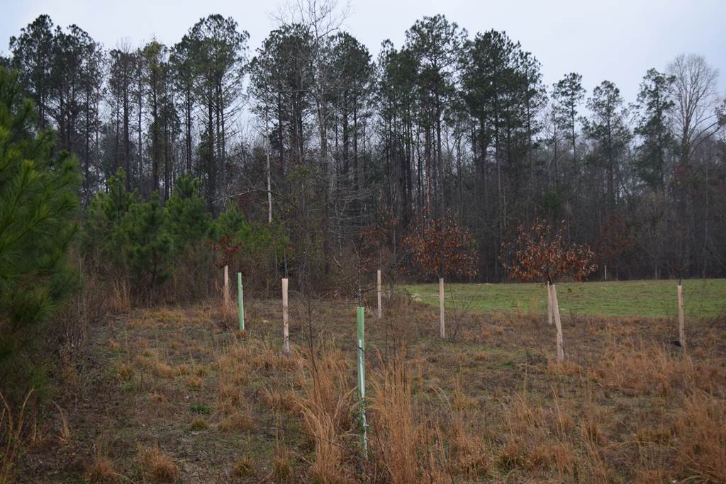 Outstanding deer and turkey tract with camphouse,creek, food plots