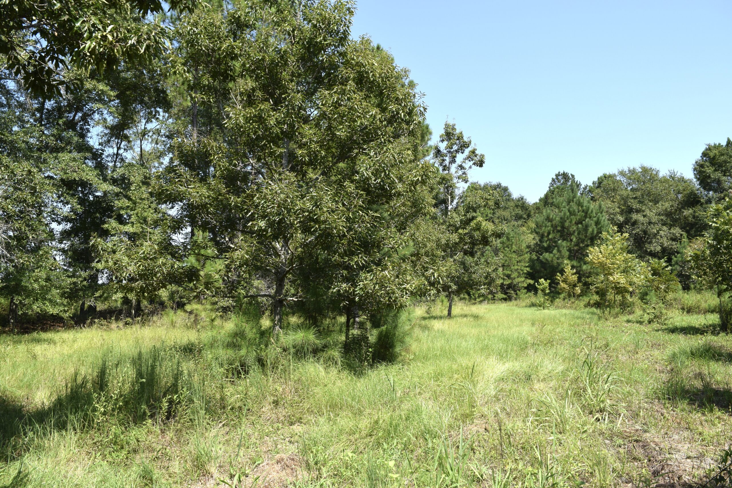 Wilcox Gregory Farm Southern Rivers Properties