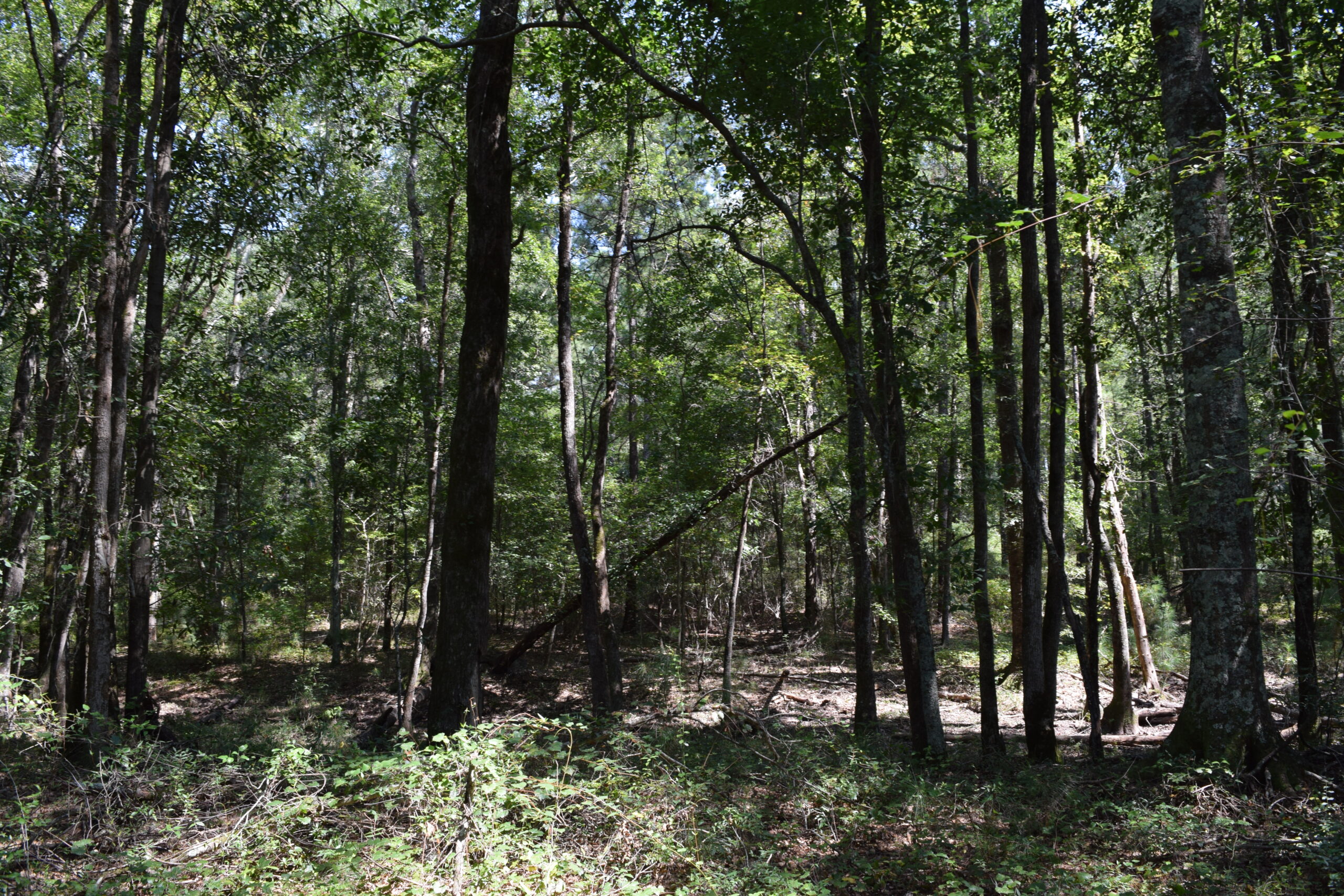 Wilcox Gregory Farm Southern Rivers Properties