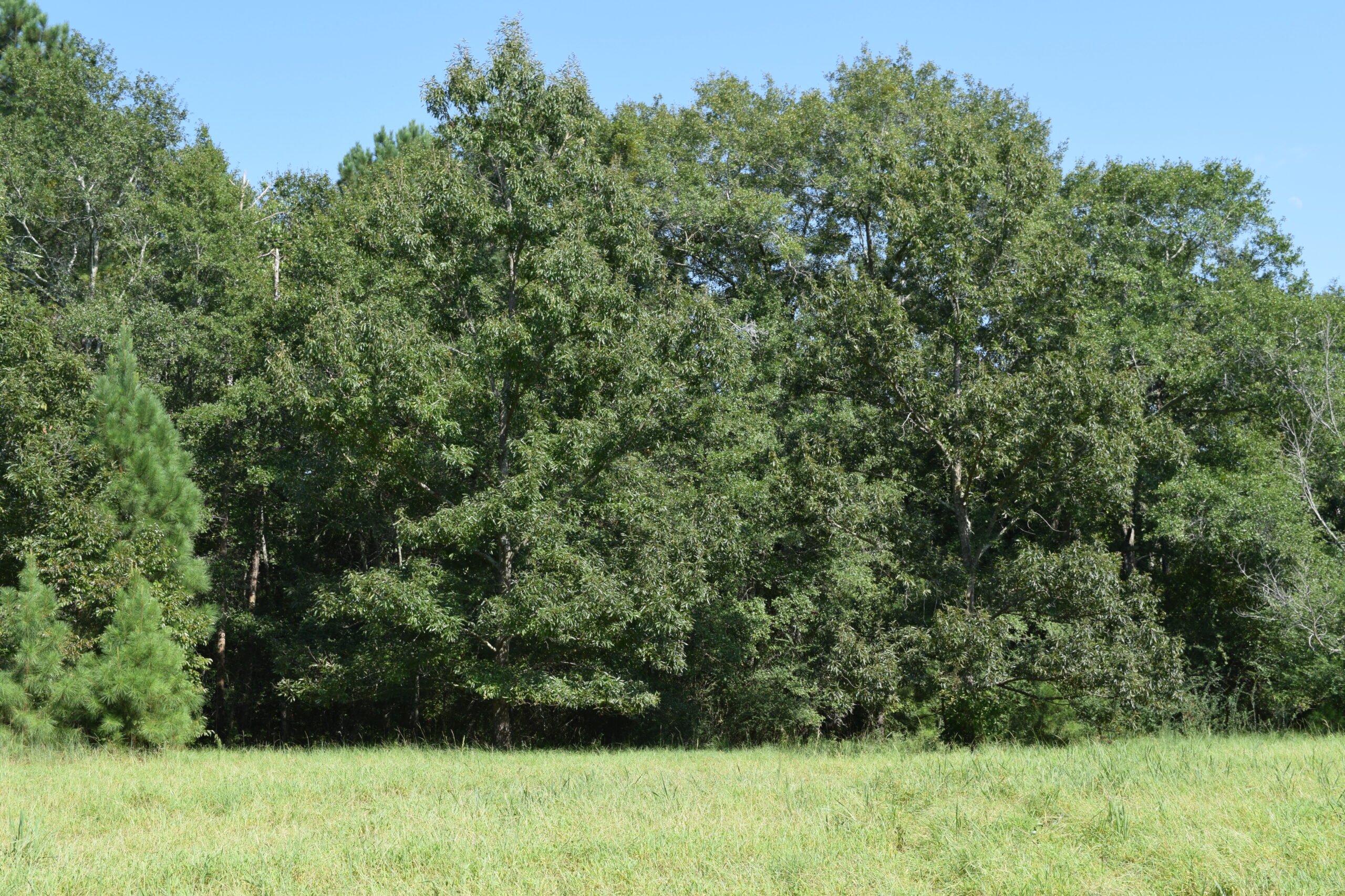 Wilcox Gregory Farm Southern Rivers Properties