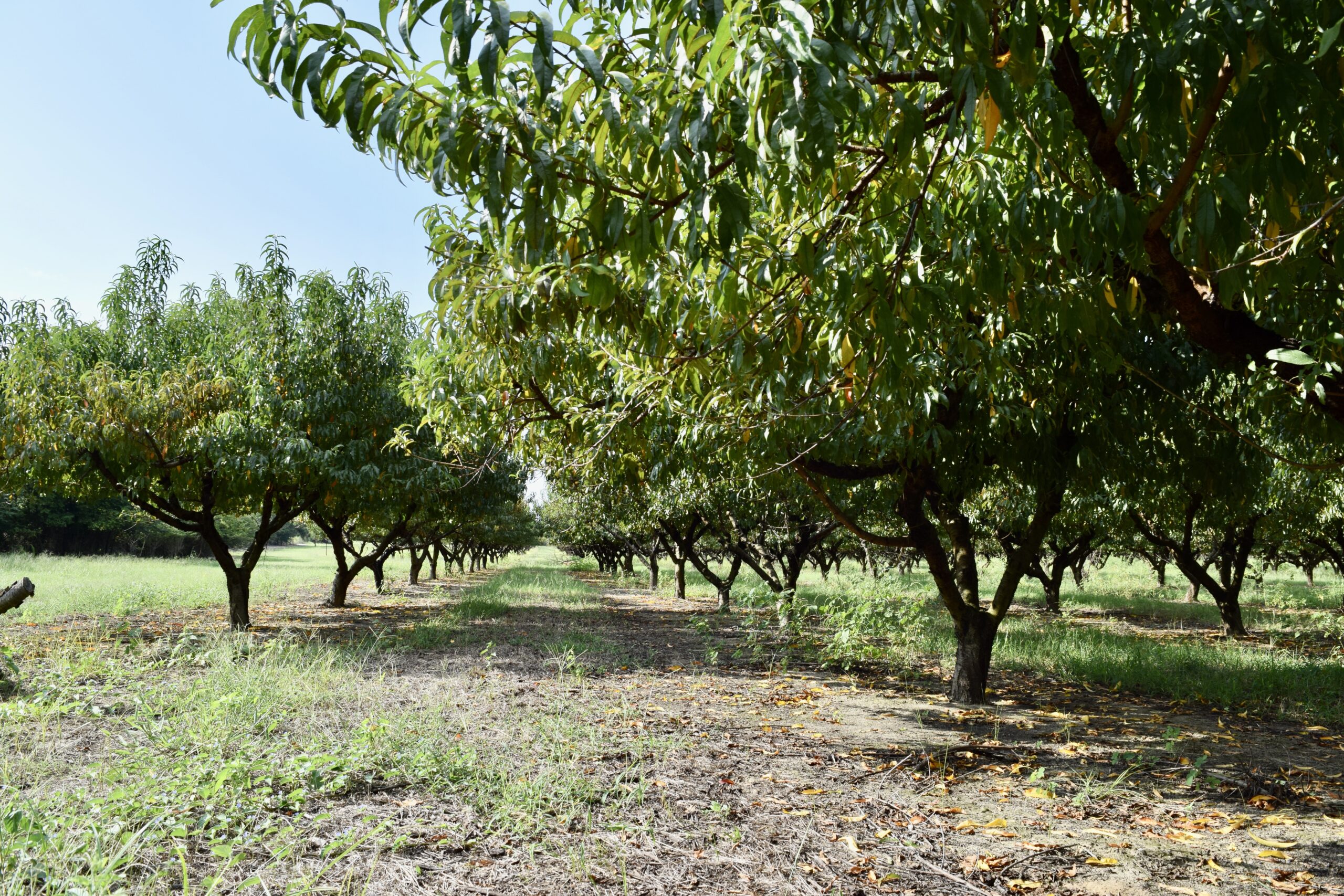Taylor County Peach Orchard Farm Southern Rivers Properties