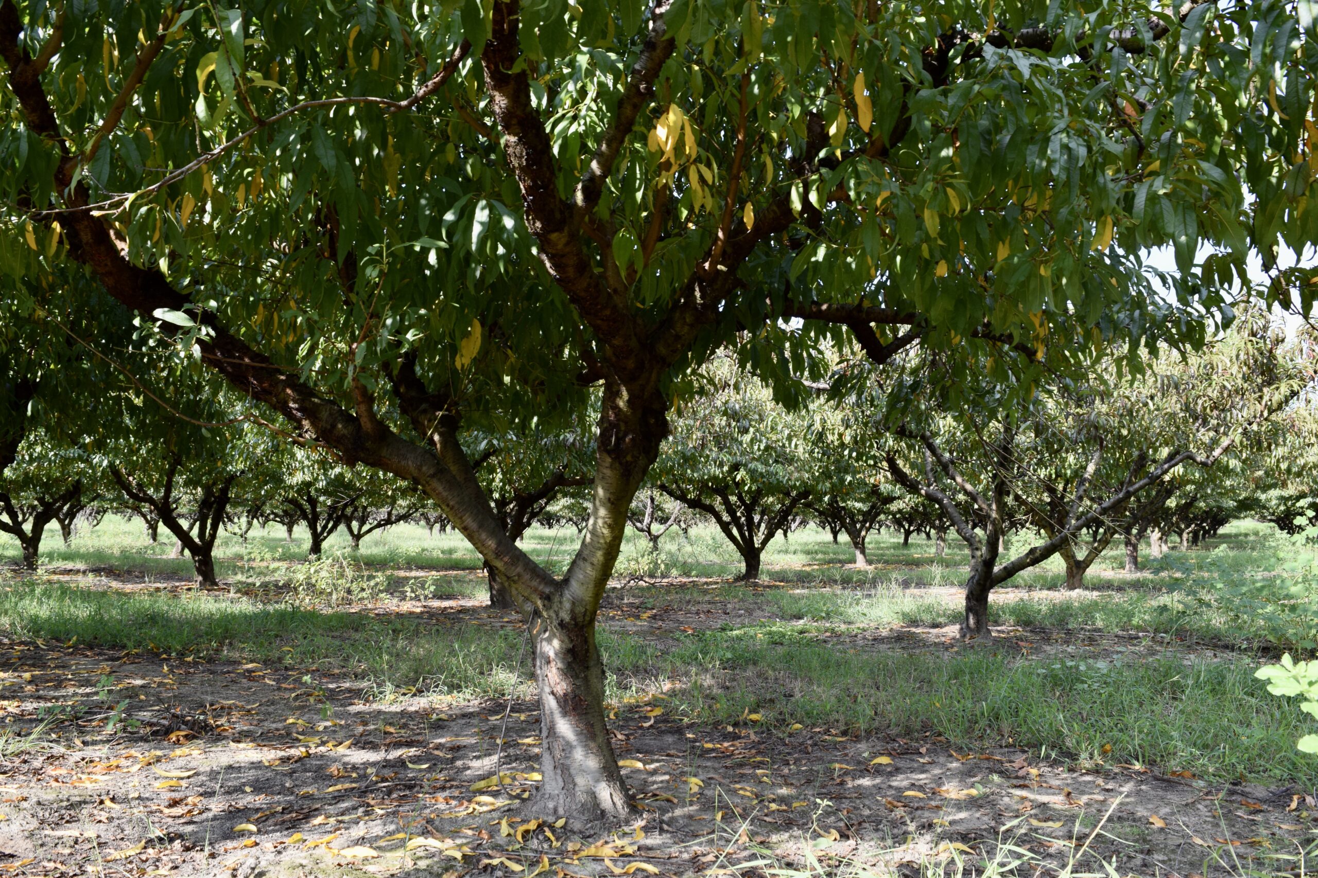 Taylor County Peach Orchard Farm Southern Rivers Properties