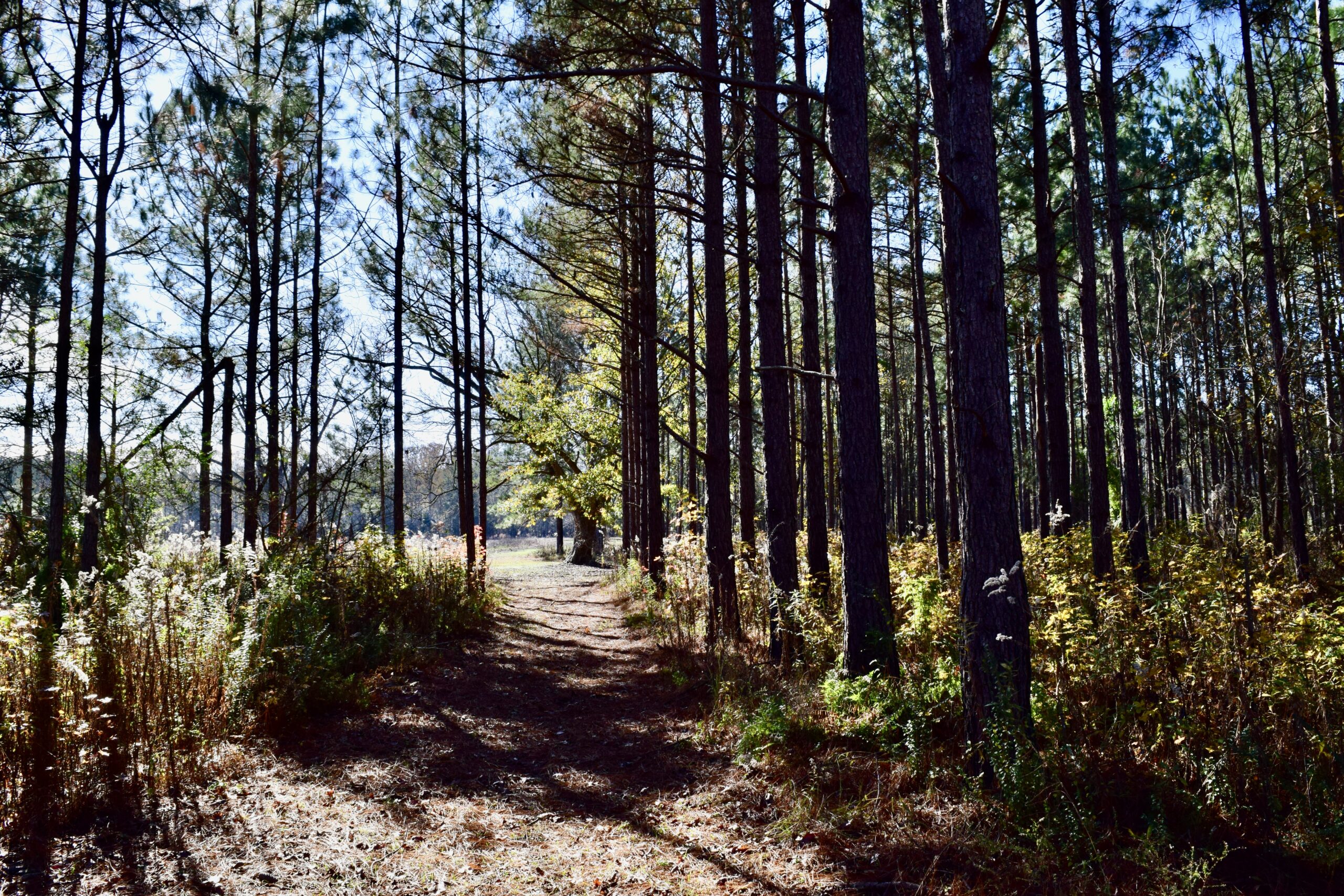 Sumter County Griffin Farm Southern Rivers Properties