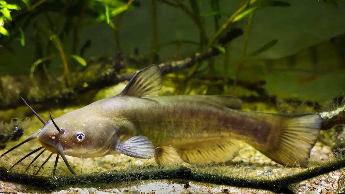 Channel Catfish The Species Guide Afield Daily