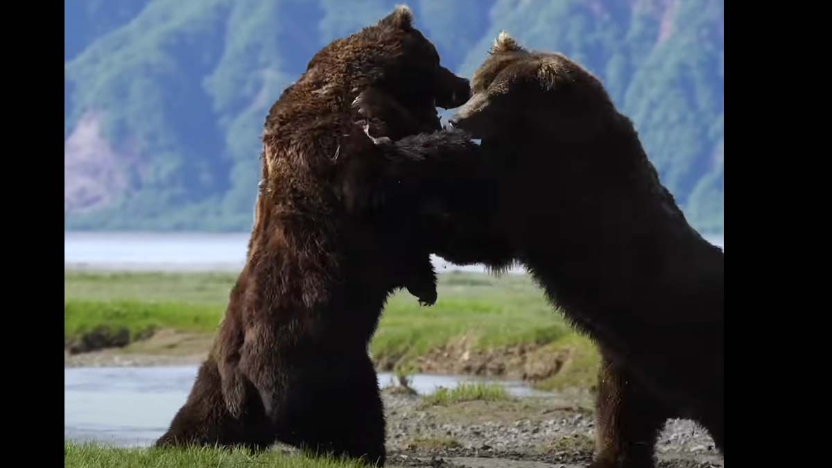Is This the Most Intense Brown Bear Fight Ever Filmed? Afield Daily