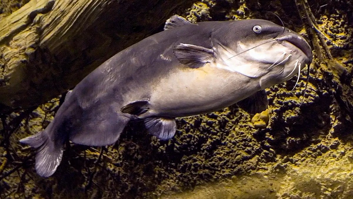 Blue Catfish A Comprehensive Species Guide Afield Daily