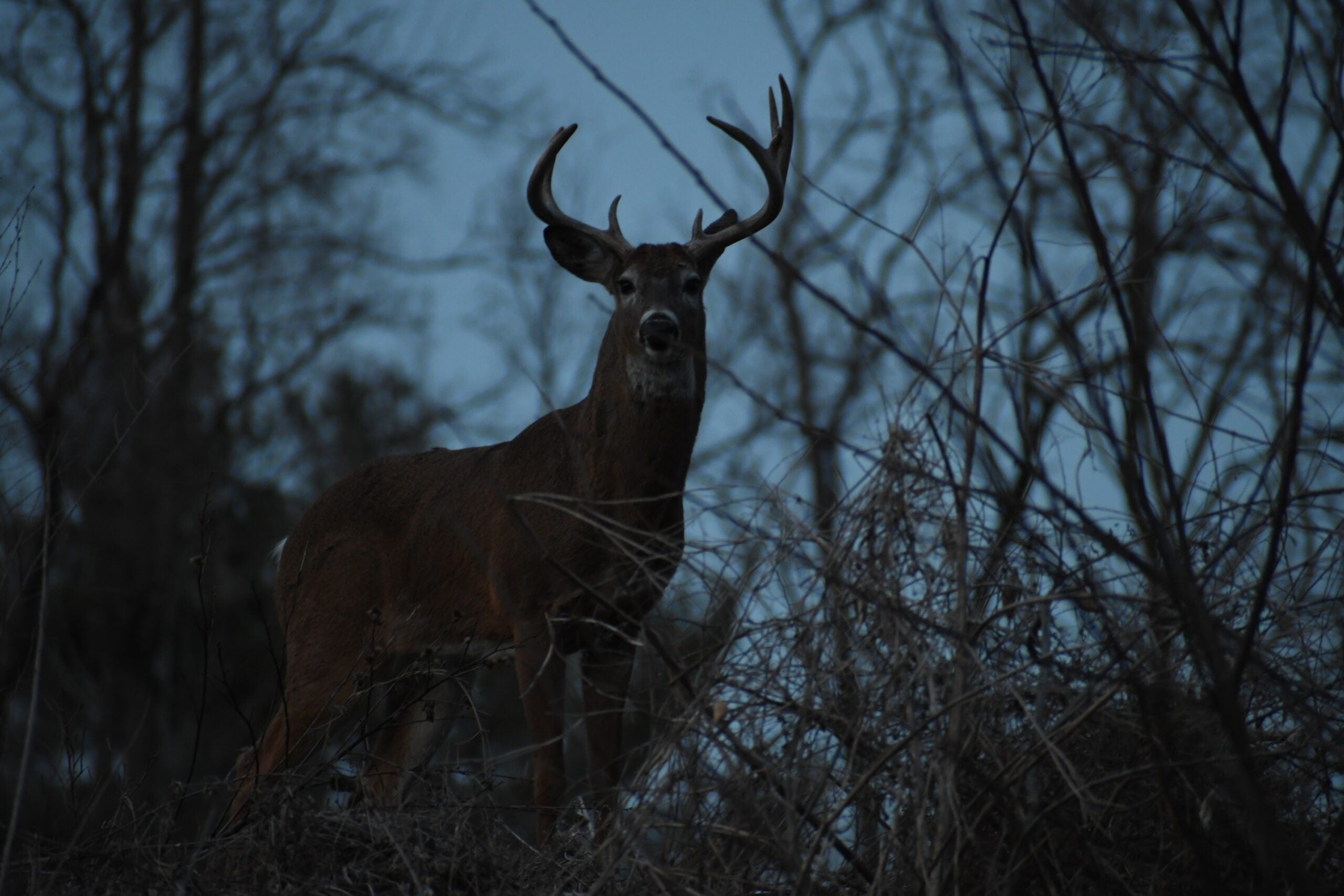 What Colors Can Deer See? Afield Daily