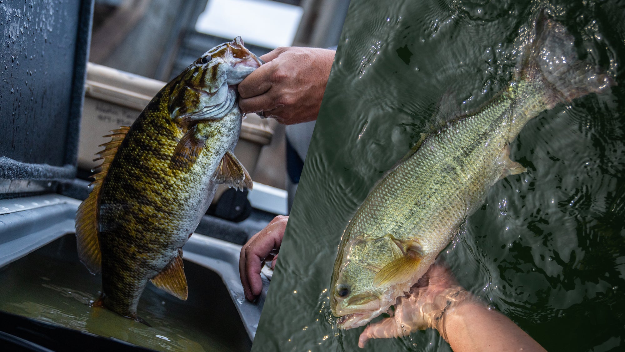 Smallmouth vs Largemouth Bass Afield Daily