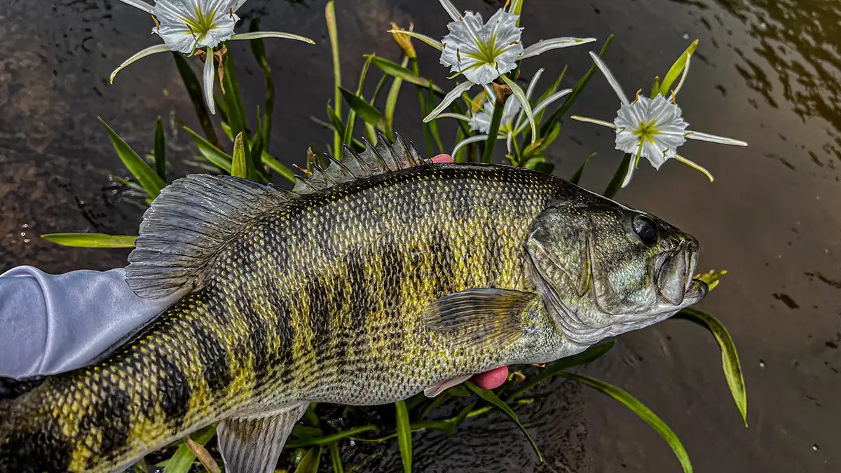 How and Where to Catch Shoal Bass Afield Daily