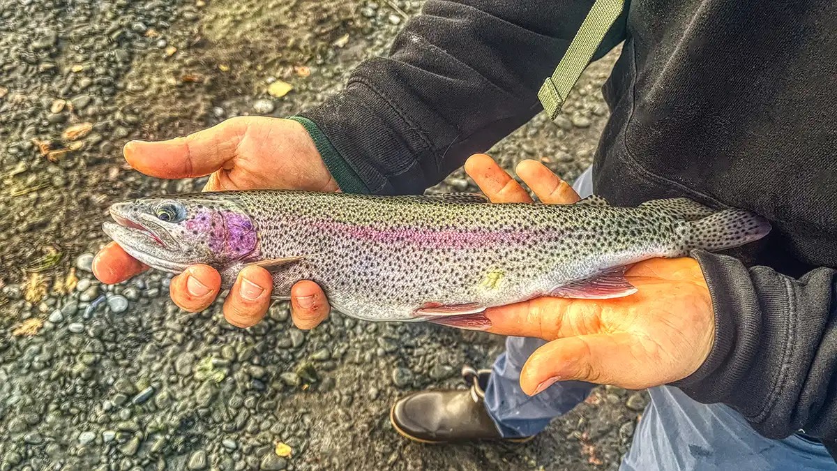Trout Fishing Alaska A DoItYourself Guide Afield Daily