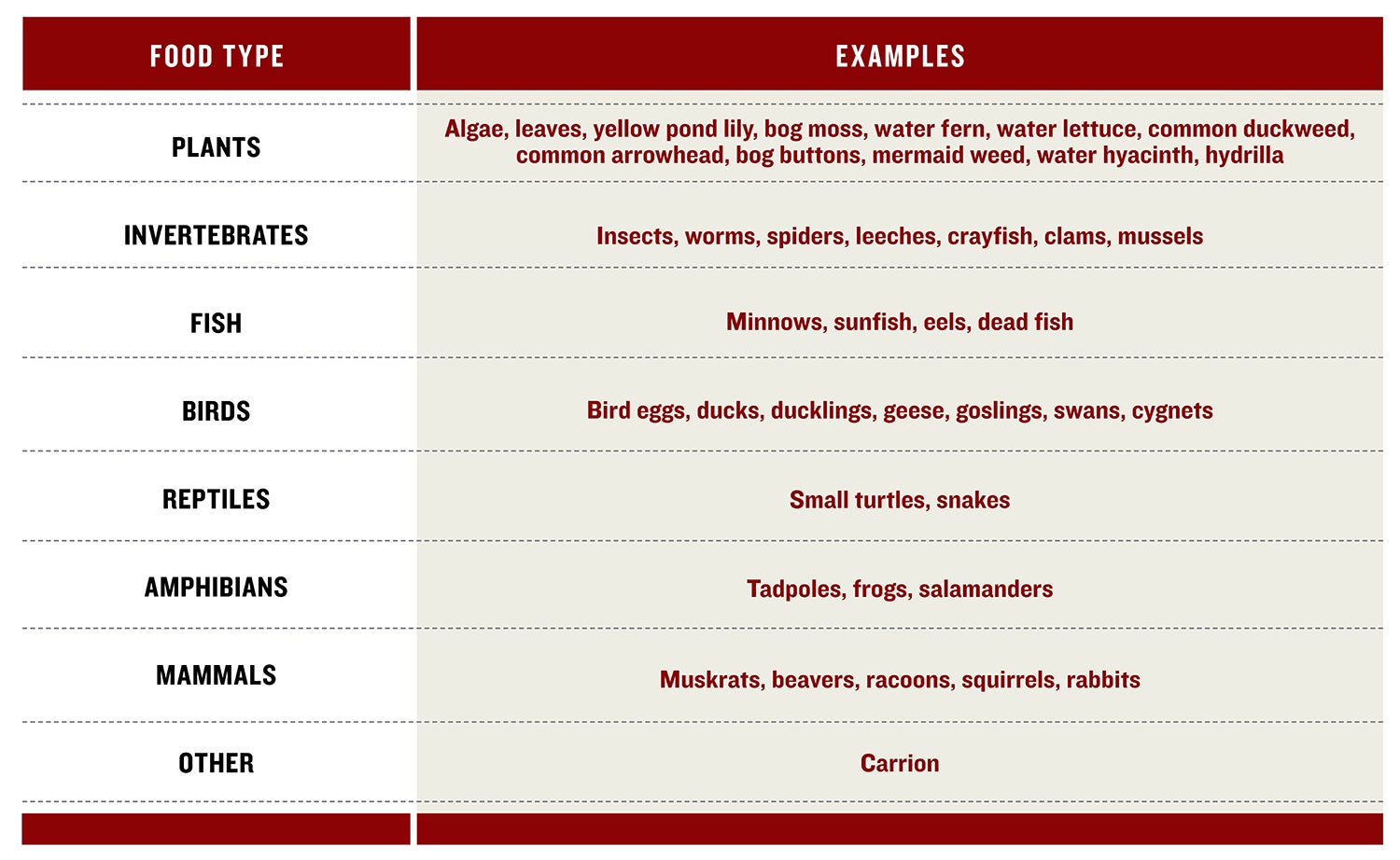 What Do Snapping Turtles Eat? Afield Daily