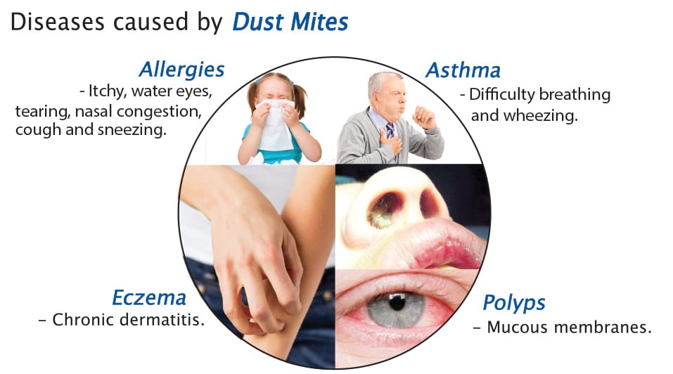 Do Air Purifiers Help With Dust Mites? What You Need To Know