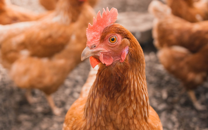 Profitmaking idea ‘Poultry is the future of protein production in