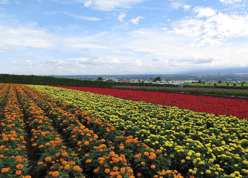 Ethiopia Africa’s second largest flower exporter Africa