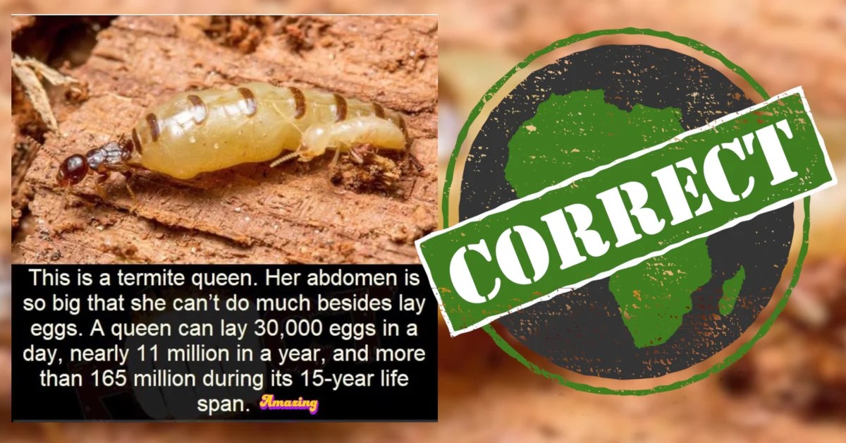 Queen Termite Laying Eggs