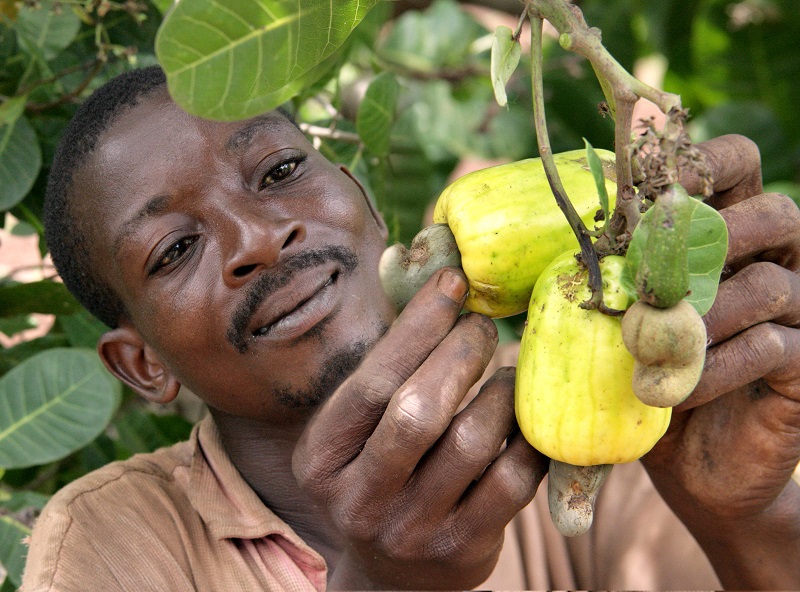Ghana launches 10year cashew development plan Africa Feeds