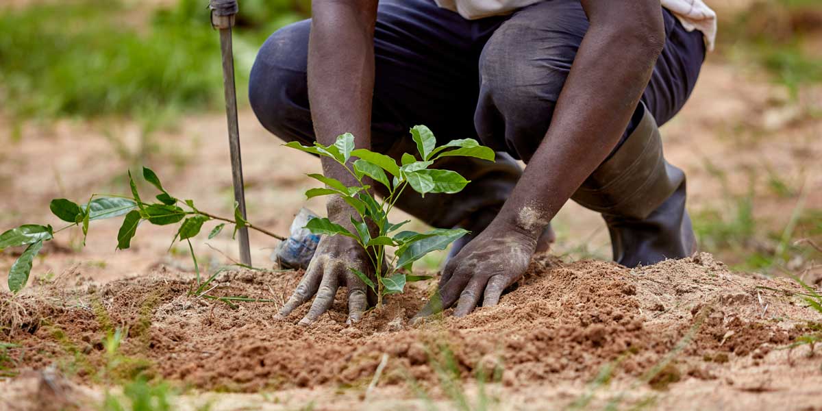 Planting 50 billion trees across Africa for wealth creation Africa Feeds