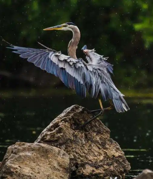 The Goliath Heron Bird 10 Interesting Facts Sharing My Fever For Africa