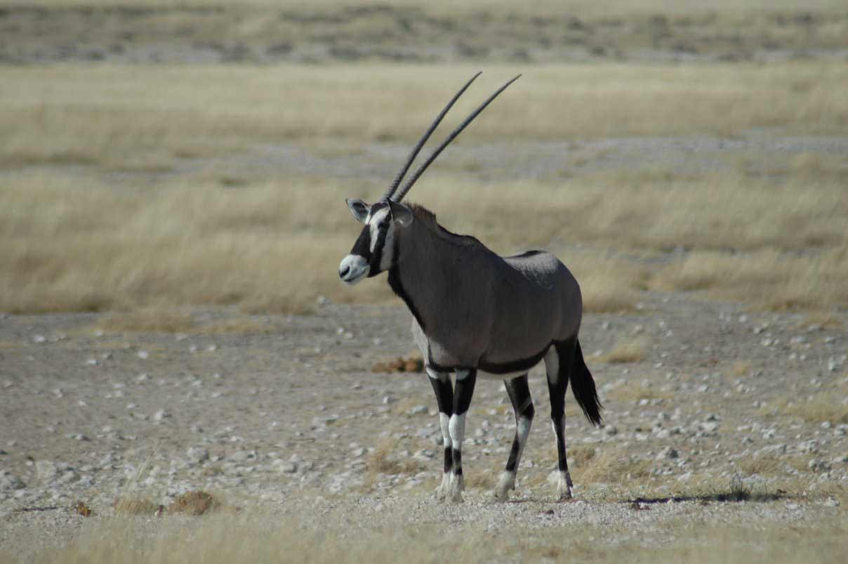 Top 10 Most Elegant Antelope Species in Africa