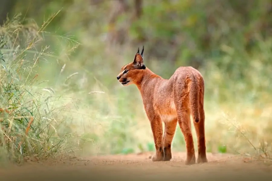 17 Caracal Cat Facts Are Caracals Dangerous to Humans & More