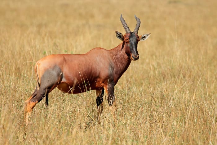 African Antelope Crossword Clues Breakdown By Letters & Other Facts