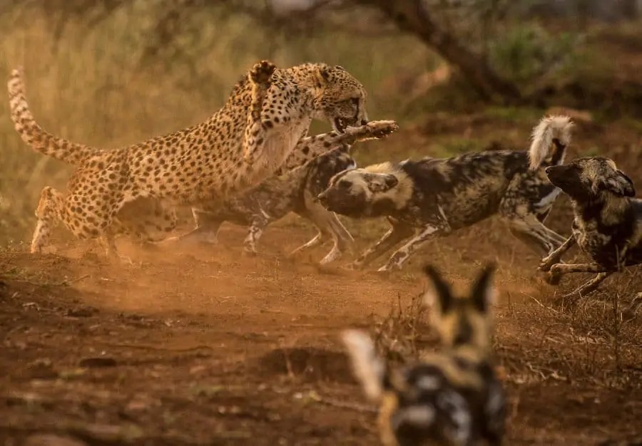 How Fast Does a Cheetah Run? The Science of a Cheetah's Speed