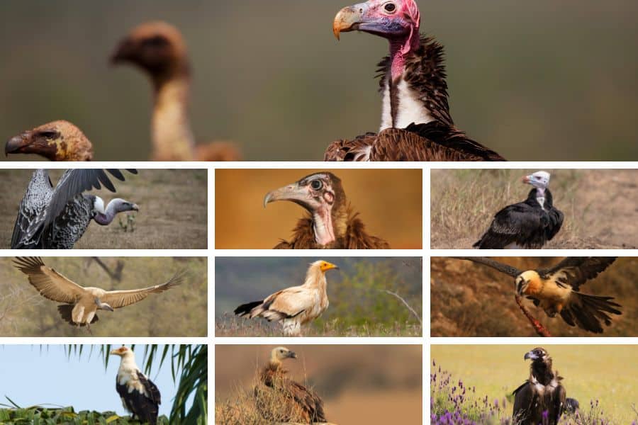 African Vultures Discover All 11 Vulture Species in Africa