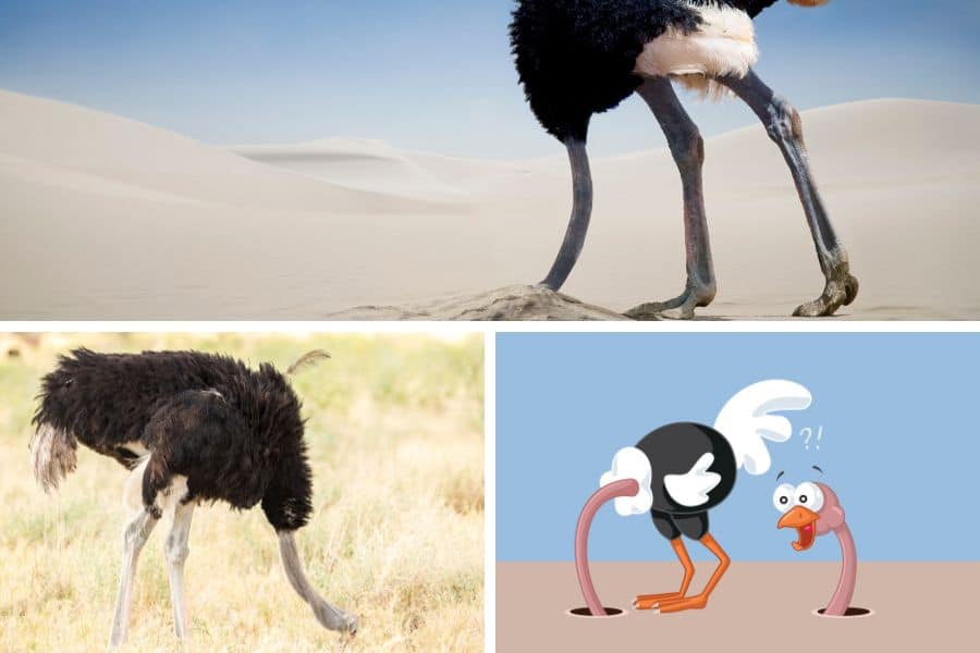 Ostrich Head in Sand Myth Do Ostriches Bury Their Heads in the Sand?